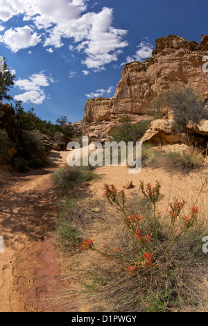 Hickman Bridge Trail Capitol Reef National Park, Utah, USA Banque D'Images