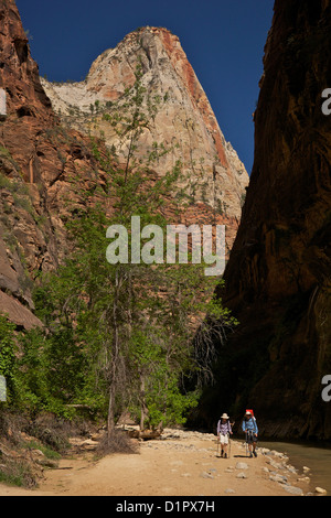 Chemin de randonnée à Virgin River Canyon, au nord du Temple de Sinawava, Zion National Park, Utah, USA Banque D'Images