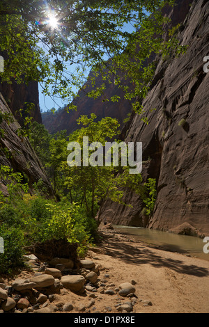 Chemin de randonnée à Virgin River Canyon, au nord du Temple de Sinawava, Zion National Park, Utah, USA Banque D'Images