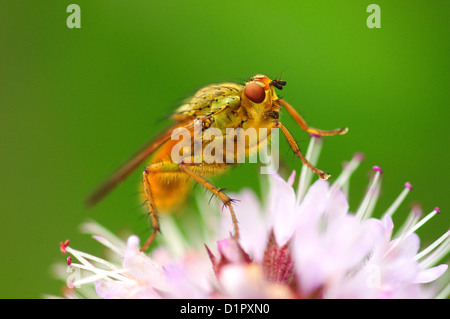 Une couleur jaune-dung fly sur une fleur rose UK Banque D'Images