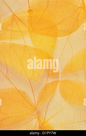 Arrière-plan de feuilles d'automne jaune transparent libre Banque D'Images