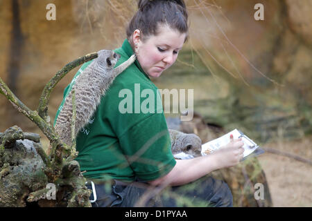 ZSL London Zoo. Regents Park, London, UK. 3e janvier 2013. Tegan McPhail compte les suricates de gardiens conduite le bilan annuel au Zoo de Londres, qui compte plus de 18 000 animaux. Crédit : Jeff Gilbert / Alamy Live News Banque D'Images