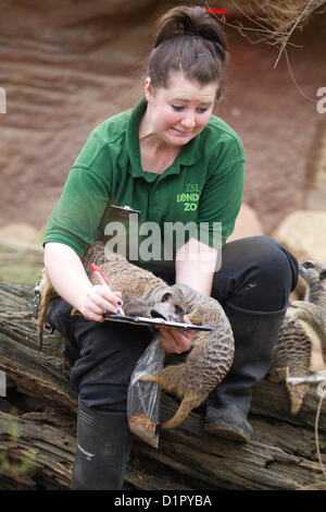 ZSL London Zoo. Regents Park, London, UK. 3e janvier 2013. Tegan McPhail compte les suricates de gardiens conduite le bilan annuel au Zoo de Londres, qui compte plus de 18 000 animaux. Crédit : Jeff Gilbert / Alamy Live News Banque D'Images