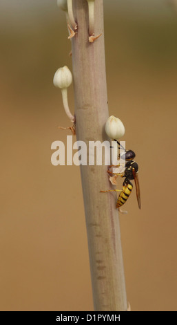Un adulte travailleur féminin wasp Polistes sp. sur une tige de la plante. Banque D'Images
