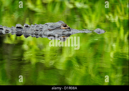 Alligator Alligator (missippiensis), Parc National des Everglades, Shark Valley, Florida, USA Banque D'Images