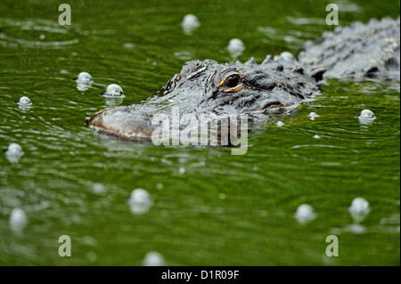 Alligator Alligator (missippiensis), Parc National des Everglades, Shark Valley, Florida, USA Banque D'Images