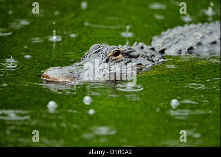 Alligator Alligator (missippiensis), Parc National des Everglades, Shark Valley, Florida, USA Banque D'Images