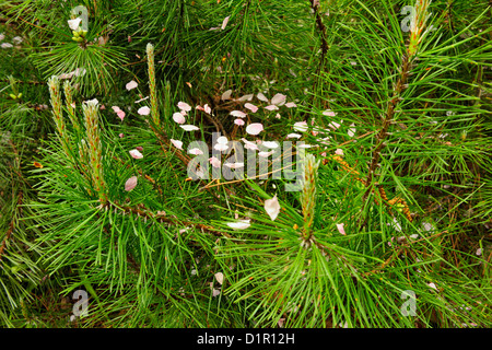 Spider web en sapin avec des pétales de pommier, une plus grande Sudbur , Ontario, Canada Banque D'Images