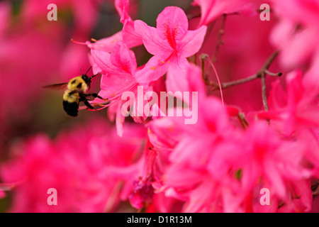 Les bourdons (Bombus spp.) Nectar sur les fleurs d'azalées, le Grand Sudbury, Ontario, Canada Banque D'Images
