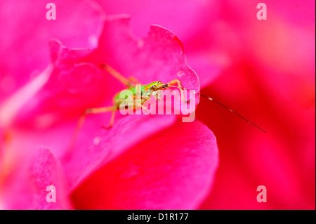 Les jeunes katydid reposant sur rose Blossom, le Grand Sudbury , Ontario, Canada Banque D'Images