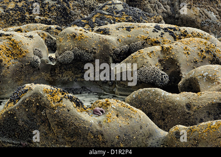 Colonies de balanes sur Beach # 4 rochers à marée basse, Olympic National Park, Washington, USA Banque D'Images