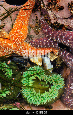 Les étoiles de mer les chabots Tidepool ocre vert géant Anemone à marée basse l'île Hope Vancouver Est., British Columbia, Canada Banque D'Images