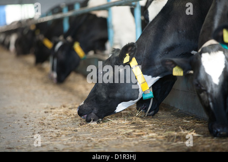 L'alimentation des vaches en grande étable dans une ferme Banque D'Images