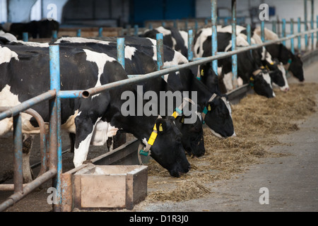 L'alimentation des vaches en grande étable dans une ferme Banque D'Images