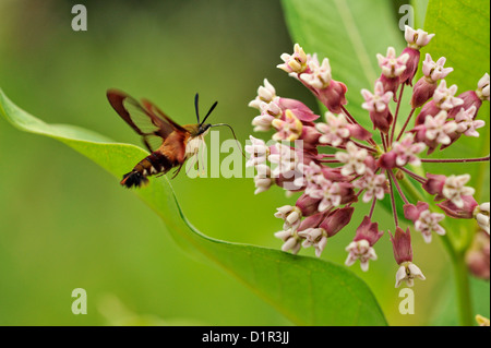 Sésie du colibri (Hemaris thysbe) nectar sur l'Asclépiade commune (Asclepias syriaca) , le Grand Sudbury (Ontario) Banque D'Images