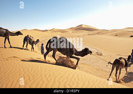 Le Maroc, M'Hamid, Erg Chigaga dunes de sable. Désert du Sahara. Chamelier et caravanes de chameaux. Banque D'Images