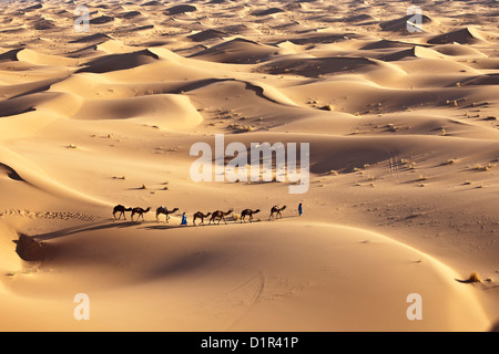 Le Maroc, M'Hamid, Erg Chigaga dunes de sable. Désert du Sahara. Caravane de chameaux et chameliers.
