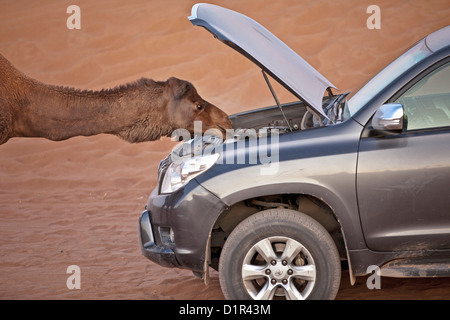 Le Maroc, M'Hamid, Erg Chigaga. Désert du Sahara. Contrôle de chameau moteur 4x4. Banque D'Images