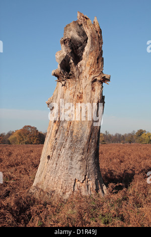 Un arbre mort arbre dans Bushy Park, près de Kingston, au Royaume-Uni. Novembre 2012 Banque D'Images