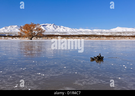 Foulque d'Amérique (Fulica americana) petit troupeau le repos sur l'étang gelé, Bosque del Apache National Wildlife Refuge, New Mexico, USA Banque D'Images