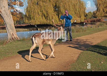 Un homme bien près d'un homme (buck) daims Bushy Park, près de Kingston, au Royaume-Uni. Banque D'Images