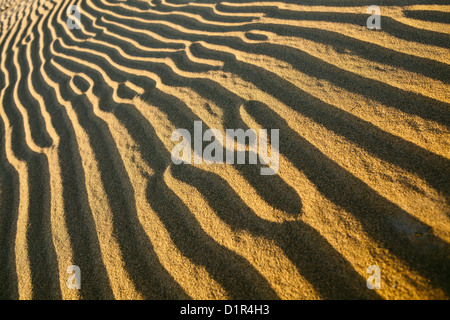 Le Maroc, M'Hamid, Erg Chigaga dunes de sable. Désert du Sahara. Détail des marques d'ondulation. Banque D'Images