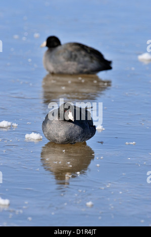 Foulque d'Amérique (Fulica americana) sur l'étang gelé, Bosque del Apache National Wildlife Refuge, New Mexico, USA Banque D'Images