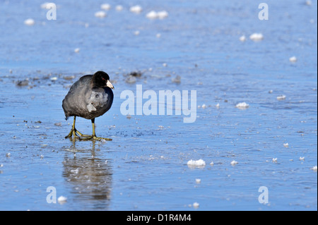 Foulque d'Amérique (Fulica americana) sur l'étang gelé, Bosque del Apache National Wildlife Refuge, New Mexico, USA Banque D'Images