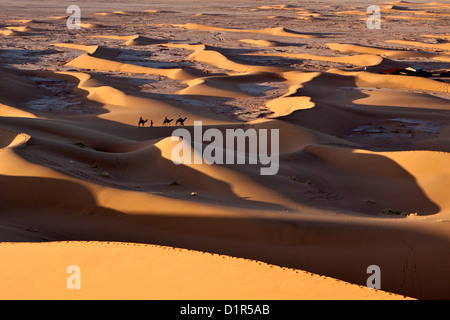 Le Maroc, M'Hamid, Erg Chigaga dunes de sable. Désert du Sahara. Camel-drivers, caravane de chameaux et des touristes qui arrivent au camp. Banque D'Images