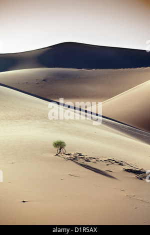 Le Maroc, M'Hamid, Erg Chigaga dunes de sable. Désert du Sahara. Banque D'Images