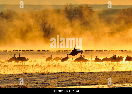 Grue du Canada (Grus canadensis) troupeau de repos à l'aube sur le point de partir pour l'aire d'alimentation, Bosque del Apache National Wildlife Refuge, New Mexico, USA Banque D'Images