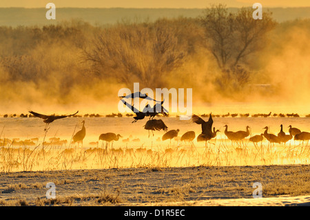 Grue du Canada (Grus canadensis) troupeau de repos à l'aube sur le point de partir pour l'aire d'alimentation, Bosque del Apache National Wildlife Refuge, New Mexico, USA Banque D'Images