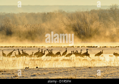 Grue du Canada (Grus canadensis) troupeau de repos à l'aube sur le point de partir pour l'aire d'alimentation, Bosque del Apache National Wildlife Refuge, New Mexico, USA Banque D'Images