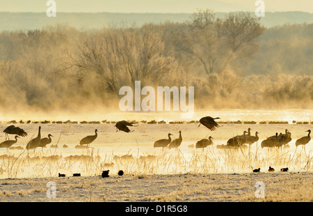 Grue du Canada (Grus canadensis) troupeau de repos à l'aube sur le point de partir pour l'aire d'alimentation, Bosque del Apache National Wildlife Refuge, New Mexico, USA Banque D'Images