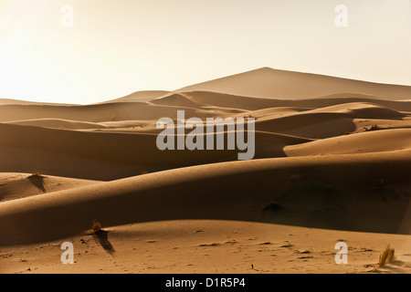 Le Maroc, M'Hamid, Erg Chigaga dunes de sable. Désert du Sahara. Banque D'Images