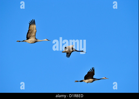 Grue du Canada (Grus canadensis) Troupeaux voler dans le territoire d'alimentation dans des champs de céréales, Ladd S Gordon Management area, Bernardo, New Mexico, USA Banque D'Images