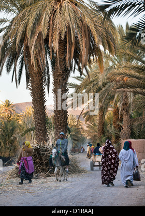 Du Maroc, près d'Agdz, Oasis. Banque D'Images