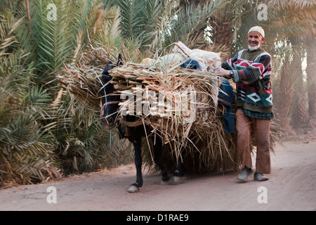 Le Maroc, Zagora, l'homme et de l'âne, transportant des feuilles de palmier. Banque D'Images