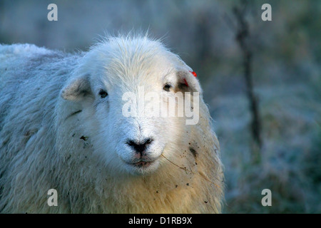 Un grignotage de moutons Herdwick hardy grass en cas de gel sur la vieille Winchester Hill dans la vallée de Meon, Hampshire Banque D'Images