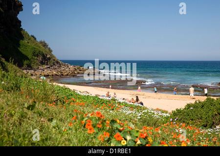 Plage de Bungan, l'une des célèbres plages du nord de sydney en un jour de printemps, fleurs sauvages autour de la plage, Nouvelle-Galles du Sud, Australie Banque D'Images