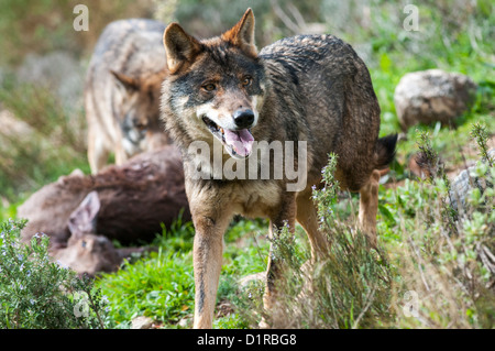 Loup ibérique dans le pays Banque D'Images