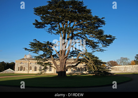 Cèdre du Liban, Cedrus libani, Pinaceae, Liban, Syrie et Turquie. Arbre généalogique de spécimen à l'abbaye de Woburn, Bedfordshire, Royaume-Uni. Banque D'Images