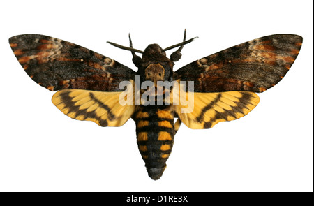 Death's Head Hawk-moth, Acherontia atropos, Sphingidae. Des hommes. Banque D'Images