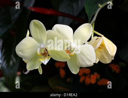 Papillon jaune pâle, orchidée Phalaenopsis cultivar hybride, Orchidaceae. Banque D'Images