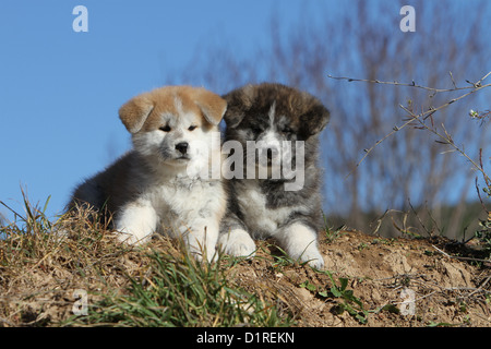 Chien akita inu Akita japonais / deux chiots de différentes couleurs Banque D'Images