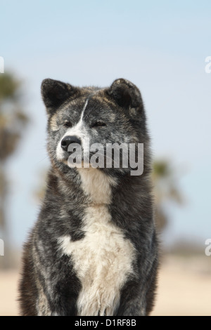 Chien akita inu Akita japonais / portrait bringé adultes Banque D'Images