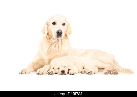 Une mère avec son bébé chien retriever posant contre isolé sur fond blanc Banque D'Images
