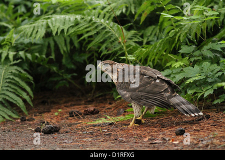 L'épervier de Cooper (Accipiter cooperii) dans la forêt Banque D'Images