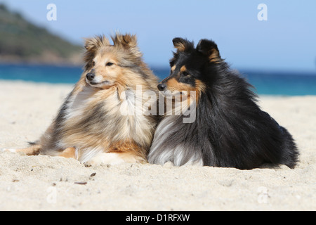 Chien de berger Shetland Sheltie / deux adultes (tricolor et sable blanc) sur la plage Banque D'Images