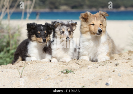 Chien de berger Shetland Sheltie / trois chiots (tricolore, bleu merle et sable blanc) sur la plage Banque D'Images